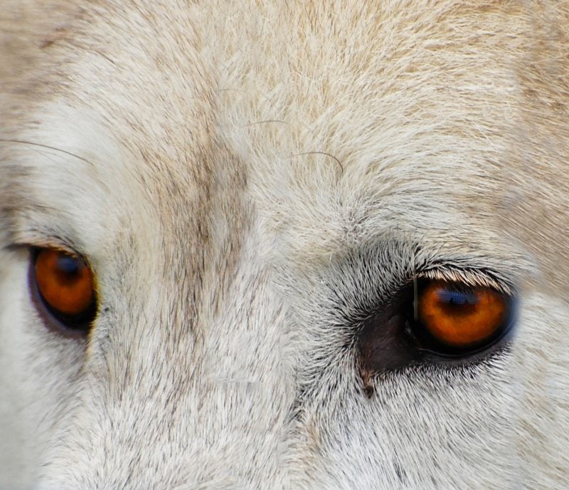 de ogen van een wolf