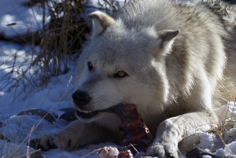 etende wolf